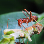 Macro Photographer Managing Ants Stock Photo Image Of Berry Digital