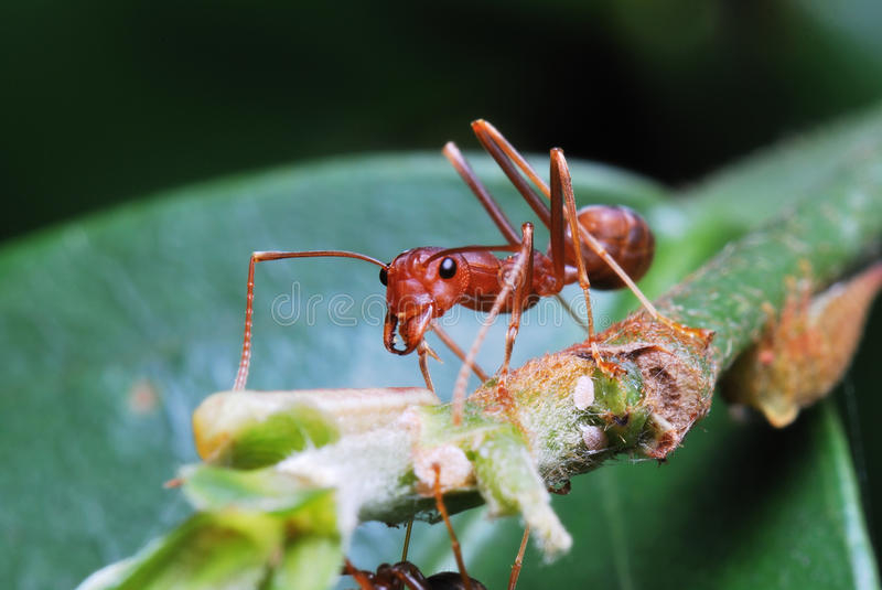 Macro Photographer Managing Ants Stock Photo Image Of Berry Digital 