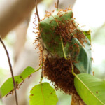 Macro Photographer Managing Ants Stock Photo Image Of Berry Digital