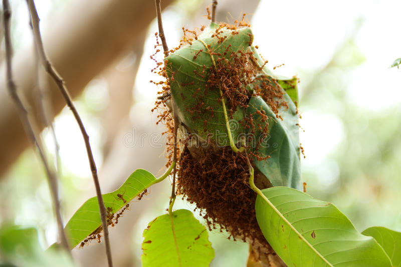 Macro Photographer Managing Ants Stock Photo Image Of Berry Digital 