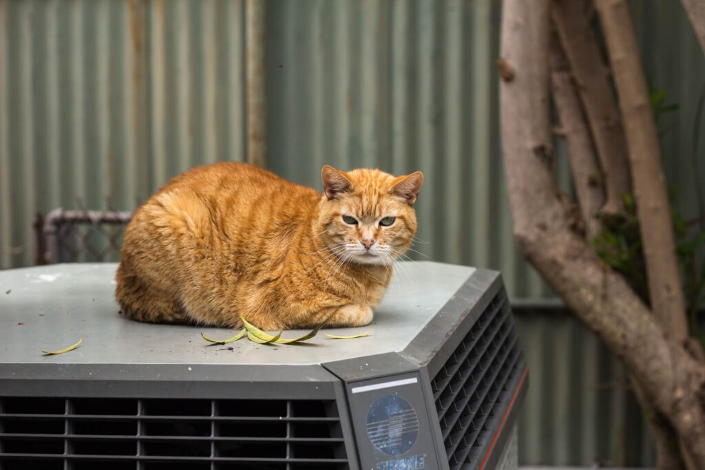 How Pets Can Damage Your HVAC System And What To Do So They Won t Air 