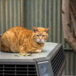 How Pets Can Damage Your HVAC System And What To Do So They Won t Air